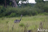 Greater Rhea (Rhea americana) 