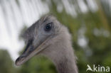 Greater Rhea (Rhea americana) 