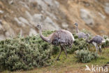 Greater Rhea (Rhea americana) 