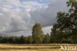 National Park De Hoge Veluwe