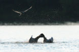 Egyptian Goose (Alopochen aegyptiaca)