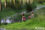 Egyptian Goose (Alopochen aegyptiaca)