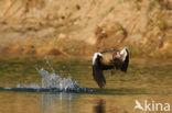 Egyptian Goose (Alopochen aegyptiaca)