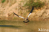 Egyptian Goose (Alopochen aegyptiaca)