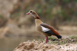 Egyptian Goose (Alopochen aegyptiaca)