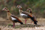 Egyptian Goose (Alopochen aegyptiaca)