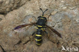Ceriana conopsoides