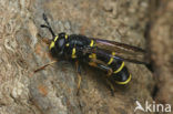 Ceriana conopsoides