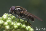 Ongeschoren gitje (Cheilosia barbata)