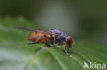 Brachyopa pilosa