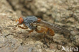 Brachyopa pilosa