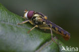 Sphaerophoria chongjini