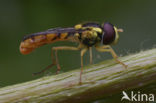 Sphaerophoria chongjini