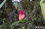 Orchidee (Masdevallia spec.)