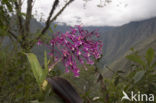 Orchidee (Epidendrum sp.)
