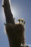 Organ Pipe Cactus (Stenocereus thurberi)