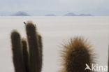 Organ Pipe Cactus (Stenocereus thurberi)