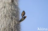 Organ Pipe Cactus (Stenocereus thurberi)