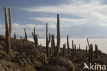 Organ Pipe Cactus (Stenocereus thurberi)