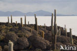 Organ Pipe Cactus (Stenocereus thurberi)