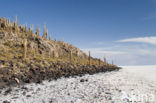 Organ Pipe Cactus (Stenocereus thurberi)