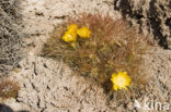 Organ Pipe Cactus (Stenocereus thurberi)