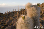 Organ Pipe Cactus (Stenocereus thurberi)