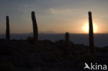 Organ Pipe Cactus (Stenocereus thurberi)