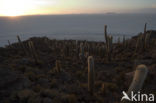 Organ Pipe Cactus (Stenocereus thurberi)