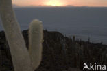 Organ Pipe Cactus (Stenocereus thurberi)