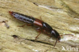 Othius punctulatus