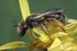 Paardenbloembij (Andrena humilis) 