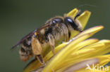 Paardenbloembij (Andrena humilis) 