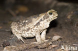 Toad (Bufo sp.)