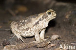 Pad (Bufo sp.)