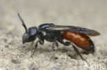 Pantserbloedbij (Sphecodes gibbus)