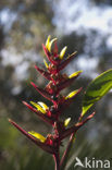 Paradijsvogelbloem (Strelitzia reginae)
