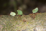 Leaf-cutter ant (Atta sexdens)