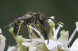 Parkbronsgroefbij (Halictus tumulorum)