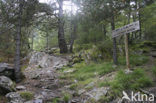 Parque Nacional dAigüestortes i Estany de Sant Maurici