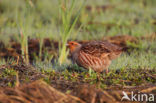 Grey Partridge (Perdix perdix)