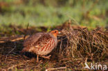 Grey Partridge (Perdix perdix)