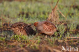 Grey Partridge (Perdix perdix)