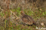 Grey Partridge (Perdix perdix)