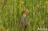 Grey Partridge (Perdix perdix)