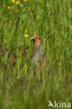 Patrijs (Perdix perdix) 