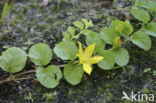 Penningkruid (Lysimachia nummularia)