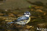 Blue Tit (Parus caeruleus)