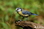Blue Tit (Parus caeruleus)