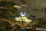 Blue Tit (Parus caeruleus)